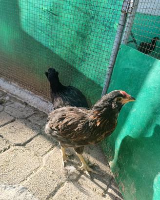 Pulcinotti Araucana tedesca