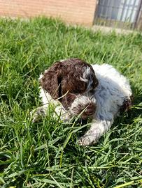 Lagotto 
