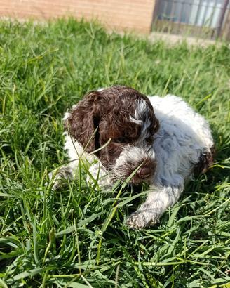 Lagotto 