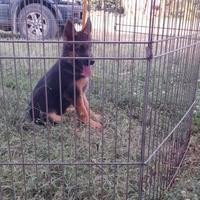 Cuccioli di pastore tedesco
