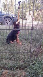 Cuccioli di pastore tedesco