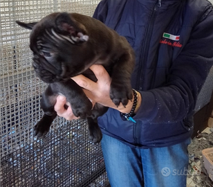 Bouledogue Francesi Cucciolata