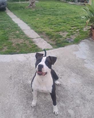 Femmina Amstaff