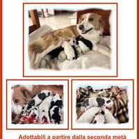 Regalasi cuccioli nati il 28/12