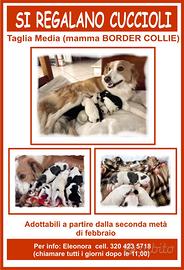 Regalasi cuccioli nati il 28/12