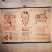 Poster didattico vintage TATTO GUSTO OLFATTO