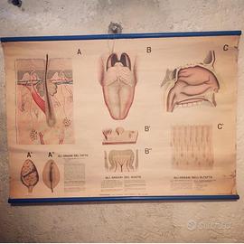 Poster didattico vintage TATTO GUSTO OLFATTO