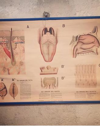 Poster didattico vintage TATTO GUSTO OLFATTO