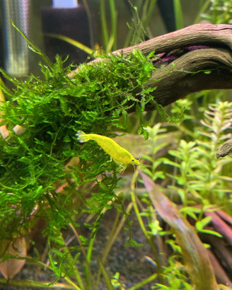 Caridine yellow fire neon selezionate con cura