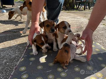 Casa per Cani