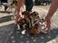Immagine 1