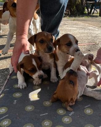 Casa per Cani