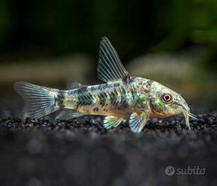 Corydoras paleatus