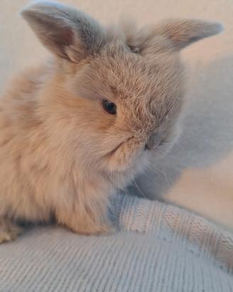 Magnifici esemplari conigli ariete nano minilop