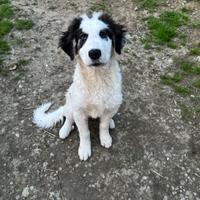 Beethoven, cucciolo taglia grande in ADOZIONE