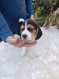 Beagle cuccioli