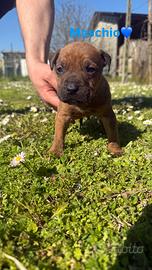 American pitbull ukc blu fawn