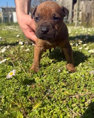 American pitbull ukc blu fawn