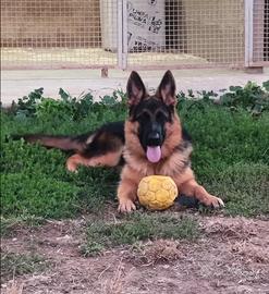 Cuccioli di Pastore Tedesco