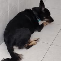 Cagnolina di 5 anni