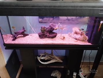 Acquario