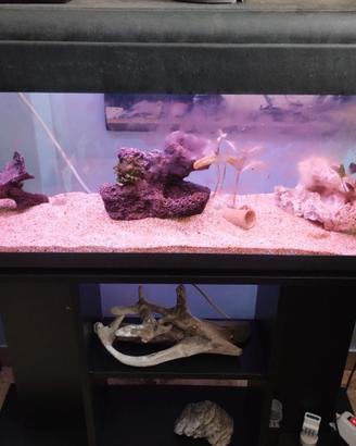 Acquario