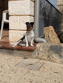 Jack russel