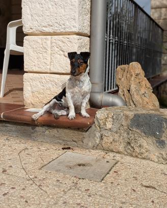 Jack russel