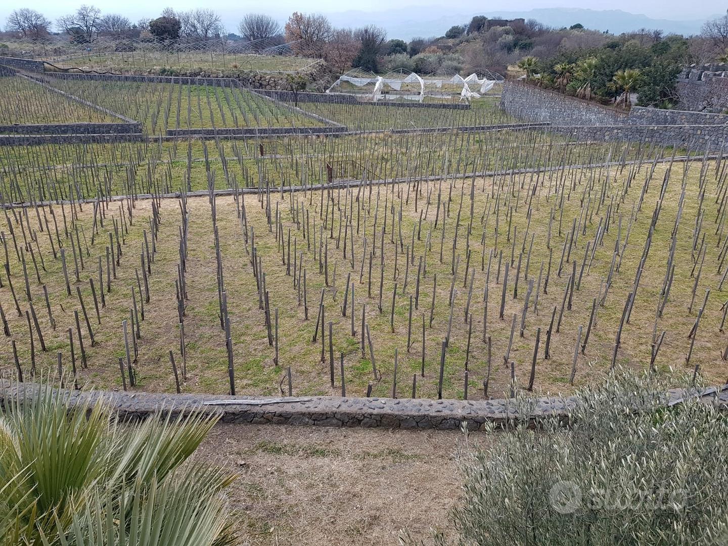 Tenuta di 4 ettari ( di cui 2 vigneto) - Vista 3