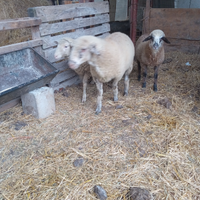 Pecore maschio e femmina