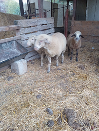 Pecore maschio e femmina