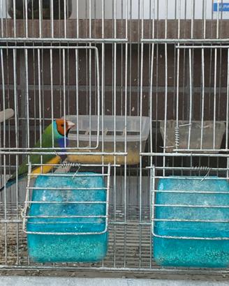 Diamanti di gould