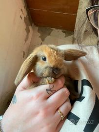 Cucciolo Coniglio ariete