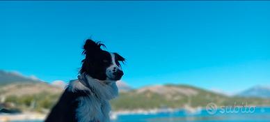 Cuccioli maschi border collie