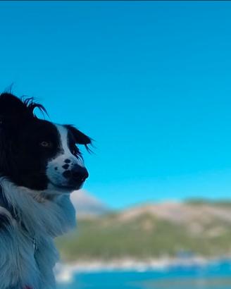 Cuccioli maschi border collie