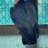 Rapace falco pellegrino