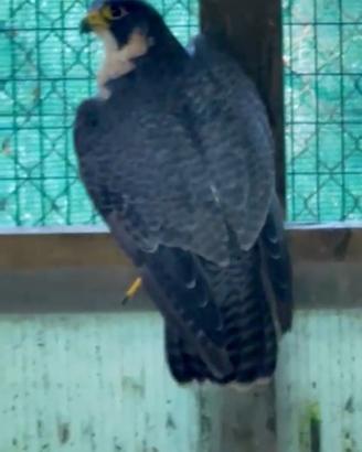 Rapace falco pellegrino