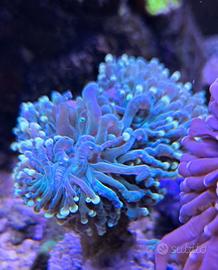 Euphyllia Glabrescens Hulk