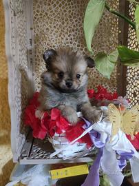 Spitz toy maschietti cuccioli