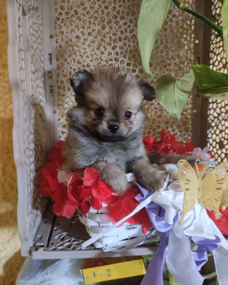 Spitz toy maschietti cuccioli