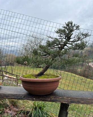 Bonsai