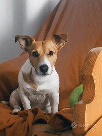 Cane per accoppiamento