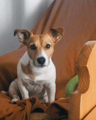 Cane per accoppiamento