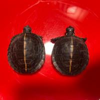 Tartarughe Chrysemys picta con CITES