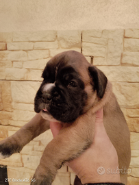 Boxer cuccioli