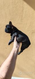 bulldog francese 