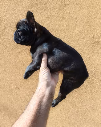 bulldog francese 
