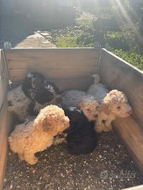 Cuccioli Lagotto