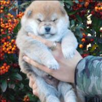 Ultimo meraviglioso cucciolo Shiba