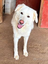 Preso a calci in strada. Ora nessuno chiede di W